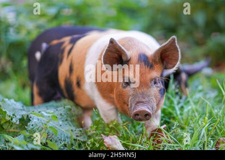 Junge bunte Schweinchen auf einem grünen Gras. Stockfoto