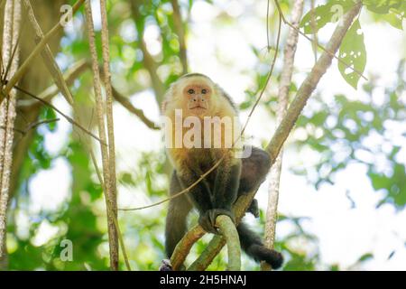 Panamaischer Kapuziner mit weißem Kopf, der auf dem Baumzweig im Wald von Costa Rica sitzt. Stockfoto