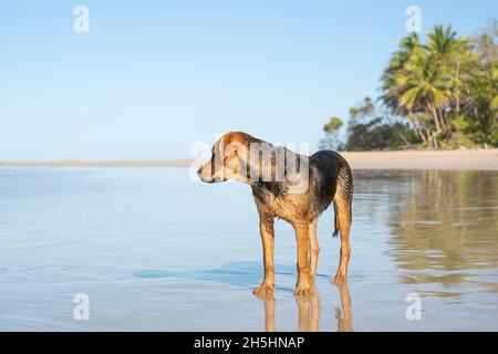 Nasser Hund, der nach dem Schwimmen an der Meereslinie entlang läuft Stockfoto