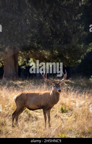 Rothirsch (Cervus elaphus), Trentino, Italien Stockfoto