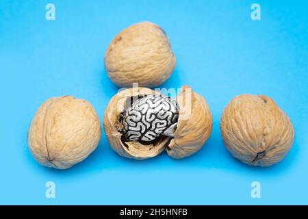 Walnüsse mit einer Miniatur-Stahlkopie eines menschlichen Gehirns auf einem blauen Hintergrund. Rolle von Walnüssen bei der Aufrechterhaltung der Gehirngesundheit mit dem Alter. Stockfoto