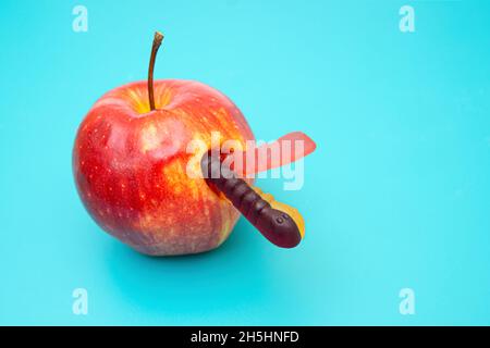 Würmer in rotem Apfel auf blauem Hintergrund Stockfoto