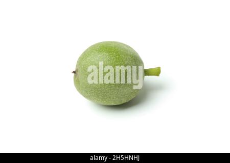 Nussbaum in Nussschale isoliert auf weißem Hintergrund Stockfoto