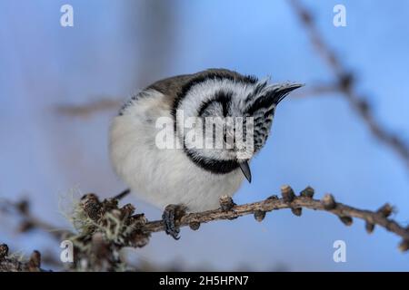 Haubenmeise,Vogel,Vögel,Tier,Natur,Schweiz,Lophophanes cristatus *** Ortsüberschrift *** Lophophanes cristatus, Vogel, Tier, Natur, Schweiz Stockfoto