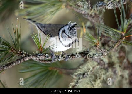 Haubenmeise,Vogel,Vögel,Tier,Natur,Schweiz,Lophophanes cristatus *** Ortsüberschrift *** Lophophanes cristatus, Vogel, Tier, Natur, Schweiz Stockfoto