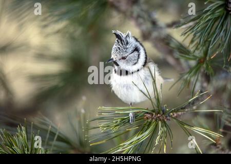 Haubenmeise,Vogel,Vögel,Tier,Natur,Schweiz,Lophophanes cristatus *** Ortsüberschrift *** Lophophanes cristatus, Vogel, Tier, Natur, Schweiz Stockfoto