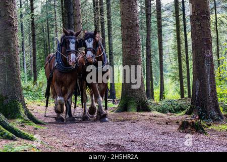 Zwei, arbeitende, schwere Pferde in einer Kiefernwald-Plantage, die zur Kamera laufen. Sie extrahieren gefällte Baumstämmchen von ökologisch sensiblen Standorten. Stockfoto