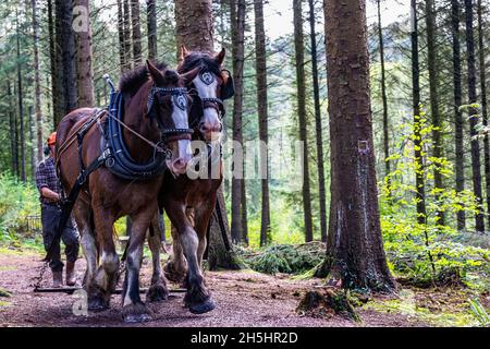 Zwei, arbeitende, schwere Pferde und Meister in einer Kiefernforstplantage, die zur Kamera gehen.Sie extrahieren gefällte Baumstämmchen. Stockfoto