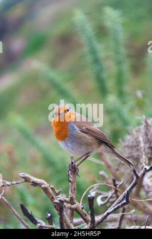 Europäischer Rotkehlchen, Erithacus rubecula, auf einem toten Strauchzweig thront. Stockfoto