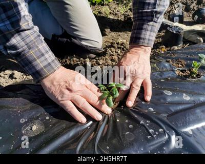 Erdbeeren in einem heimischen Gemüsegarten Pflanzen im Winter, in der Toskana, Europa, in einem Boden, der durch eine Plastikfolie für Mulch isoliert ist. Stockfoto