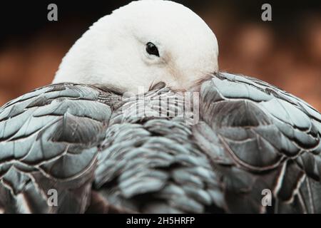 Dunkle Morphe der Schneegans, auch bekannt als die Blaue Gans. Anser caerulescens. Stockfoto