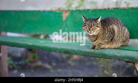 Eine graue Katze sitzt auf einer Holzbank in der Nähe des Hauses und wartet auf jemanden. Porträt einer obdachlosen gestromten Katze. Niedliche graue Katze mit frechen Gesicht. Stockfoto