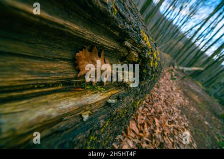 Gefallenes Blatt. Gefallenes Blatt auf dem toten Baumstamm im Wald. Herbstansicht aus dem Wald. Selektiver Fokus. Stockfoto