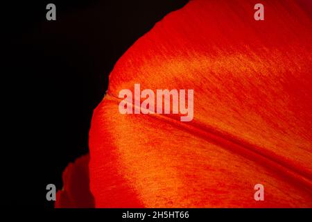 Tulpenblatt. Macrophoto von Tulpenblüten. Blumenfoto aus nächster Nähe. Blütenblätter im Fokus isoliert auf schwarzem Hintergrund. Stockfoto