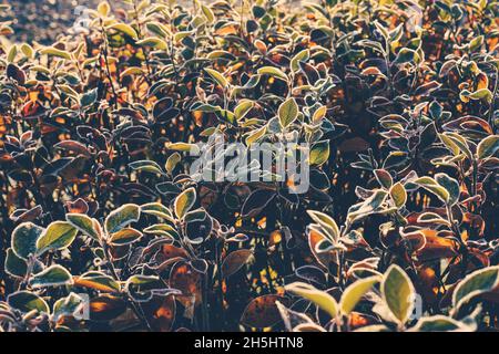 Frostige Herbst rot gelbe Pflanzen. Blätter mit Schneeflocken Textur und Hintergrund Stockfoto