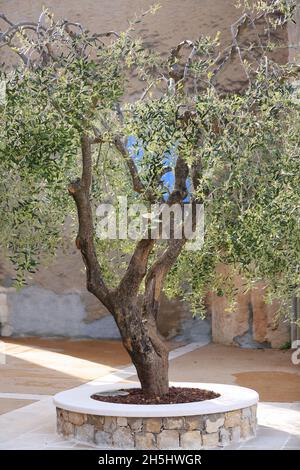 Olivenbaum an der Stelle von Saint Cezaire, Alpes-Maritimes, Prealpes d'Azur, vallee de la Siagne, PACA Stockfoto