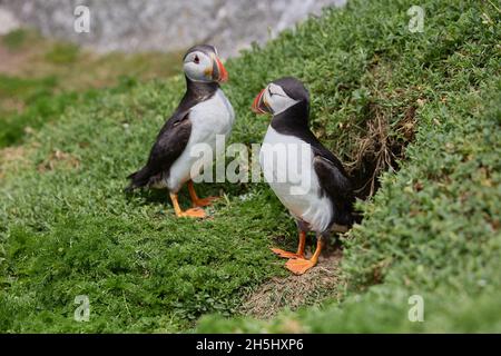 papageitaucher auf den Saltee-Inseln in Irland, in der Nähe ihres Nestes Stockfoto