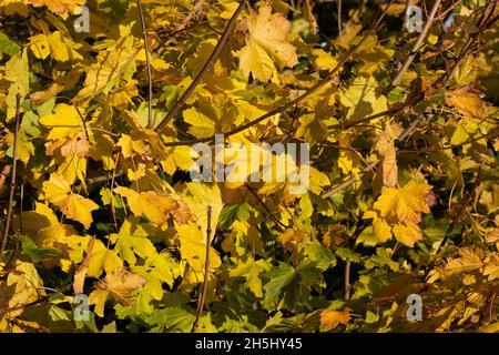 Im Herbst färben sich die Blätter der Sycamore goldgelb, während sie sich darauf vorbereiten, für den Winter stillzustehen. Laubbäume ziehen Chlorophyll vor dem Winter zurück Stockfoto