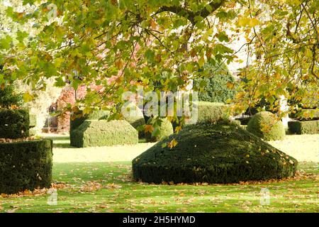 Hall Place and Gardens, Bexley, Kent, Großbritannien. November 2021. Herbstblätter fallen über geformten Topiary und Rasen am Hall Place und Gärten. Stockfoto