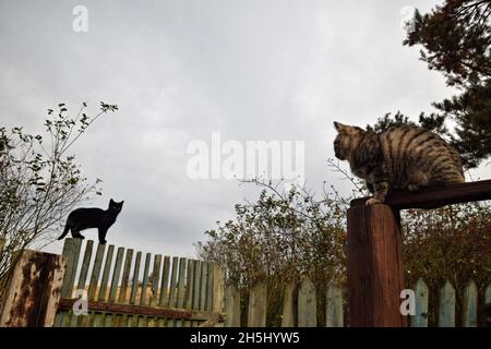 Zwei Katzen lauern in der Nähe des Futterhäuschen. Schwarze Katze und Tabby Katze sitzen auf dem alten hölzernen Pfostenkäfig tänzelnd und obsererving Natur. Stockfoto