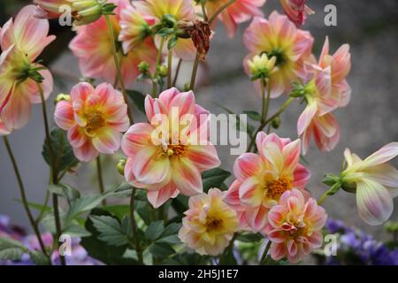 Atemberaubende rosa und gelbe Dahlien Blumen mit dem Namen Pazifik wachsen im Garten Stockfoto