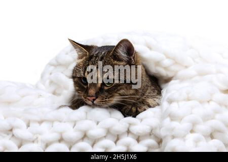 Studio-Aufnahme von schönen niedlichen Haustier, reinrassige Katze sitzt in warmen gestrickten Karo isoliert auf weißem Hintergrund. Tierlebenskonzept Stockfoto