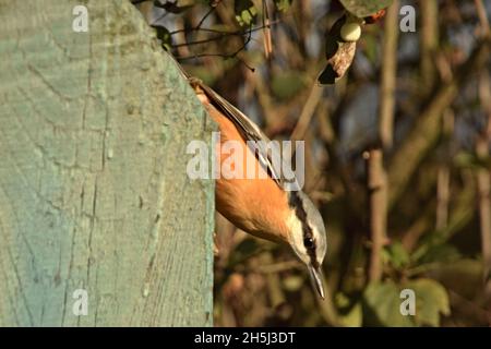 Der Nuthatch sitzt auf dem alten hölzernen Pfostenzaun. Stockfoto