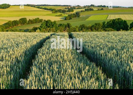 Nahaufnahme des Weizenpflanzenfeldes mit ausgewachsenen Ohren mit Traktorschienen und Panoramablick auf die landwirtschaftlich genutzte Landschaft Limburgs Stockfoto