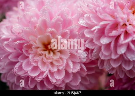 Rosa Pompon Chrysantheme Blumen mit gefrorenen Tau Tropfen Nahaufnahme, schöne florale Hintergrund Stockfoto