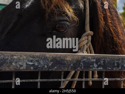 Nahaufnahme des Auges eines dunklen Pferdes mit einem rostigen Metalltor. Übertragung von Emotionen durch Tiere Stockfoto