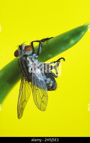 Vertikale Aufnahme von Flesh Fly sitzt auf einer grünen Pflanze isoliert auf gelbem Hintergrund Stockfoto