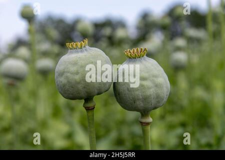 Nahaufnahme von zwei reifen Samenschoten aus Opiummohn (papaver somniferum) in einem landwirtschaftlichen Feld mit Hintergrund aus dem Blickfeld Stockfoto