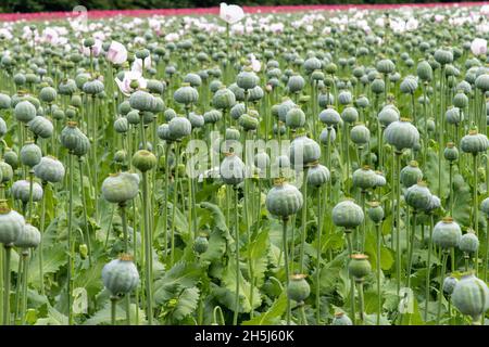 Blick über ein landwirtschaftliches Feld von Opiummohn (papaver somniferum), einige noch blühend, aber die meisten mit reifen Samenkapseln; Hintergrund rosa Stockfoto