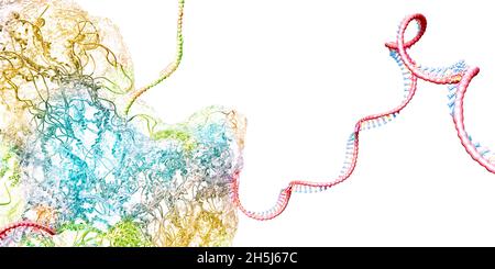 Ribosom als Teil einer biologischen Zelle, die Boten-rna-Molekül baut - 3d-Illustration Stockfoto