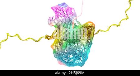 Ribosom als Teil einer biologischen Zelle, die Boten-rna-Molekül baut - 3d-Illustration Stockfoto