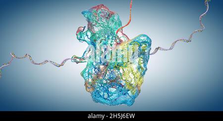 Ribosom als Teil einer biologischen Zelle, die Boten-rna-Molekül baut - 3d-Illustration Stockfoto