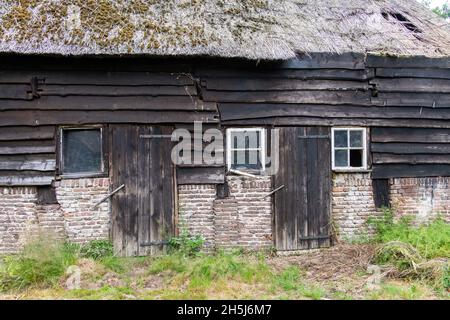 Blick auf verfallene und verlassene Scheune auf einem Bauernhof mit Reetdach und verwitterten Stallbrettern, Türen und Fenstern in der Landschaft der Niederlande Stockfoto