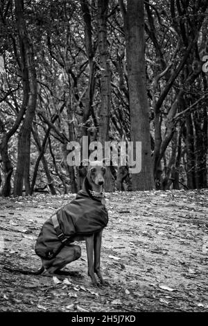 Italienischer Greyhound auf der Hampstead Heath London im Herbst Stockfoto