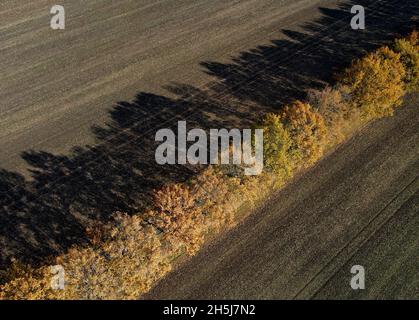 Lebus, Deutschland. November 2021. Die Eichenblätter entlang eines Weges im Oderbruch, einer Kulturlandschaft im östlichen Teil Brandenburgs, sind im Herbst braun gefärbt (Luftaufnahme mit einer Drohne). Quelle: Patrick Pleul/dpa-Zentralbild/ZB/dpa/Alamy Live News Stockfoto