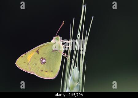 Getrübtes Gelb (Colias croceus) [Schmetterling im Frühling Stockfoto