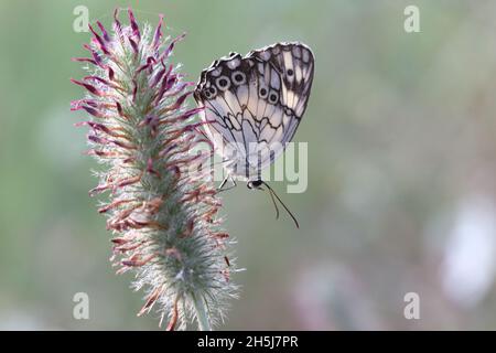 Mediterranes Marmorweiß (Melanargia Titea ) Schmetterling Stockfoto