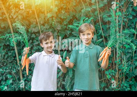 Zwei glückliche, grün-äugige Kinder, die ein paar Karotten zeigen und einen Daumen nach oben geben. Gesundes Esskonzept für Kinder Stockfoto