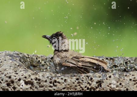 Pycnonotus xanthopygos bekannt als White-Brillen Bulbul Baden im Sommer Stockfoto