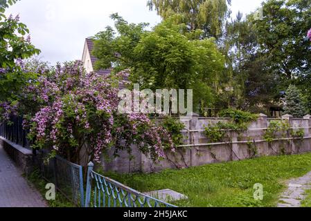 Flieder und ein Landhaus an einem Sommertag. Das Konzept des Vorstadtlebens. Stockfoto