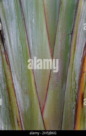 Nahaufnahme des Stammes der Palme der Reisenden Madagaskars Stockfoto