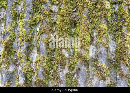 Dachziegel mit Mooshintergrund überwuchert, geringe Schärfentiefe Stockfoto