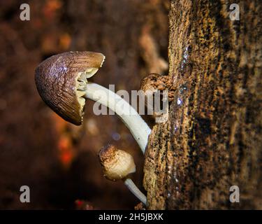 Kleine braune Champignons Stockfoto