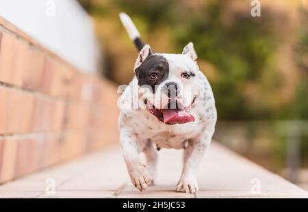 Schwarz-weißer amerikanischer Bully-Hund, der in einem Park läuft Stockfoto
