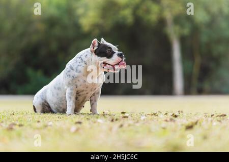 Profil mit Kopierraum eines amerikanischen Bully-Hundes, der auf einem Park sitzt Stockfoto