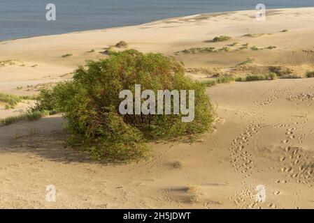 Herrlicher Blick auf die sandigen Grauen Dünen an der Kurischen Nehrung. Das Konzept von Tourismus und Erholung. Stockfoto